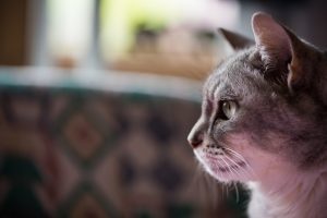 糖尿病のネコにおける基礎疾患・併発疾患  動物の医療と健康を考える 