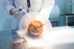 尿管閉塞へのSUBシステムの適応とその成績 動物の医療と健康を考える