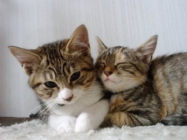 糖尿病治療の敵 ソモギー効果 を疑う症状とその診断方法 動物の医療と健康を考える情報サイト