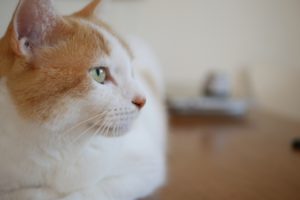 イヌの膵炎における治療について  動物の医療と健康を考える情報サイト