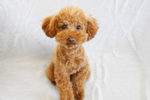 いまさら聞けないシリーズ ダックスフンドのヘルニアなどの気をつけたい病気 動物の医療と健康を考える情報サイト