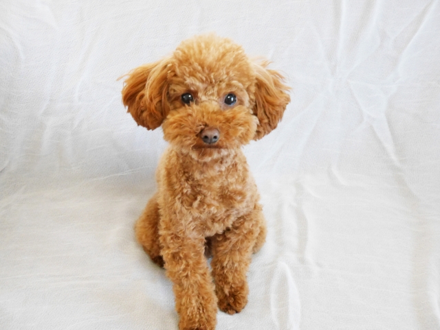 慢性腎臓病の鑑別に尿検査の必要性を感じたトイプードルの一例 動物の医療と健康を考える情報サイト