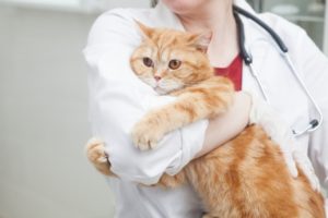 ネコの口腔内事情を知ろう~歯磨きって大事!~ 動物の医療と健康を