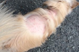 ネコの膵炎 動物の医療と健康を考える情報サイト