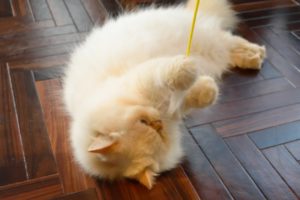 イヌの糖尿病性網膜症について 動物の医療と健康を考える情報サイト