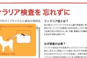 インスリンをプロジンクに変更することで注射を1日1回にできたイヌの例 動物の医療と健康を考える情報サイト