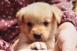 イヌ ネコの糖尿病管理 血糖マーカーと低血糖 動物の医療と健康を考える情報サイト