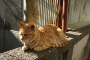 ネコの膵炎  動物の医療と健康を考える情報サイト