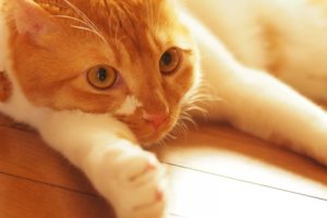 ネコの尿検査のすすめ  動物の医療と健康を考える情報サイト