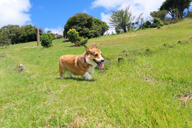 糖尿病のイヌにおけるフード選び 動物の医療と健康を考える情報サイト