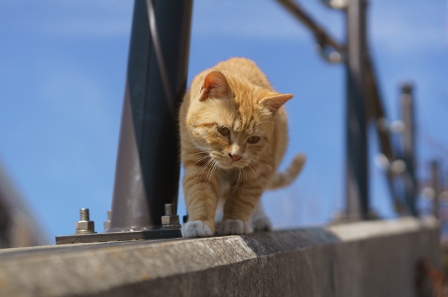 糖尿病のネコにおけるフード選び 動物の医療と健康を考える情報サイト