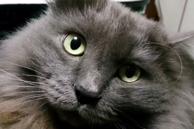 糖尿病のネコにおける基礎疾患・併発疾患  動物の医療と健康を考える 