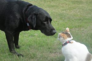ネコの口腔内事情を知ろう~歯磨きって大事!~ 動物の医療と健康を