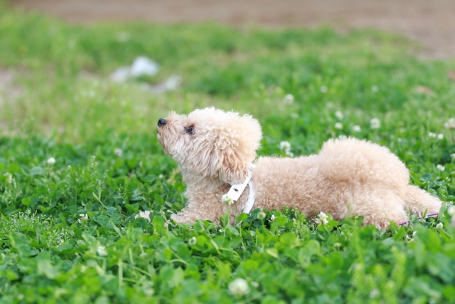 イヌの膵炎における治療について 動物の医療と健康を考える情報サイト