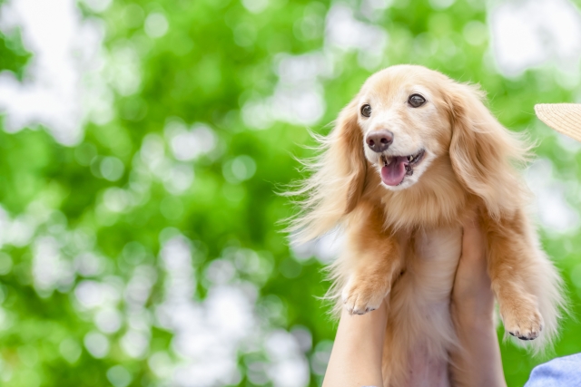 イヌの糖尿病性網膜症について 動物の医療と健康を考える情報サイト