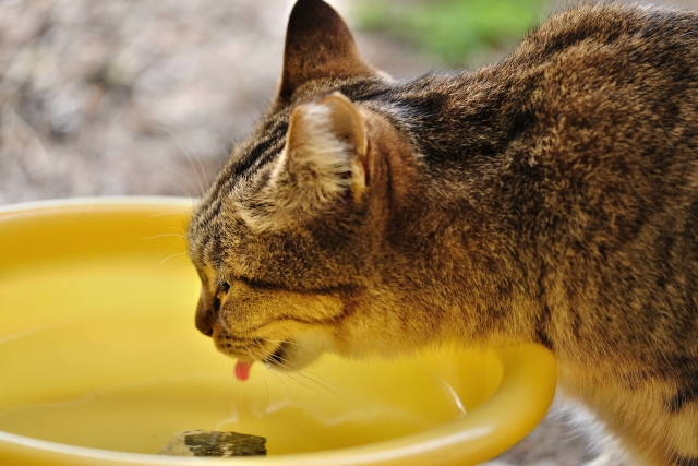 ネコの高窒素血症に対するプロバイオティクスの効果について 動物の医療と健康を考える情報サイト