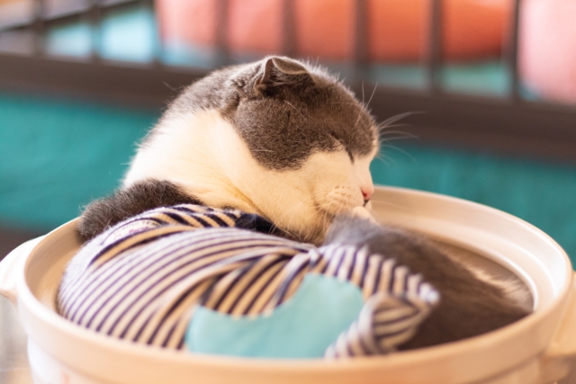 動物の糖尿病治療における持続血糖測定器の活用  動物の医療と健康を 