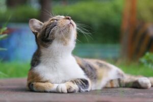糖尿病のネコにおける基礎疾患・併発疾患  動物の医療と健康を考える 