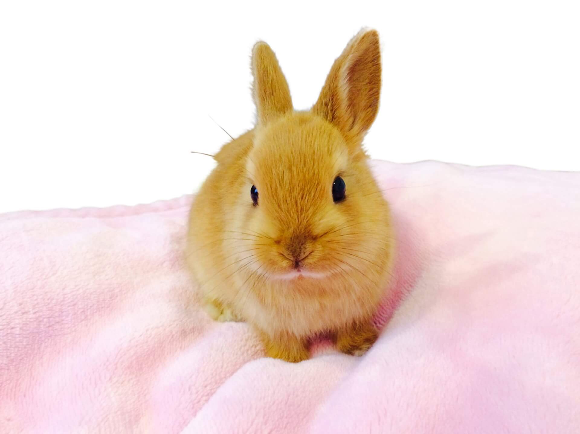 ウサギは食べ物で尿の色が変化 尿検査で見るべきポイント 動物の医療と健康を考える情報サイト