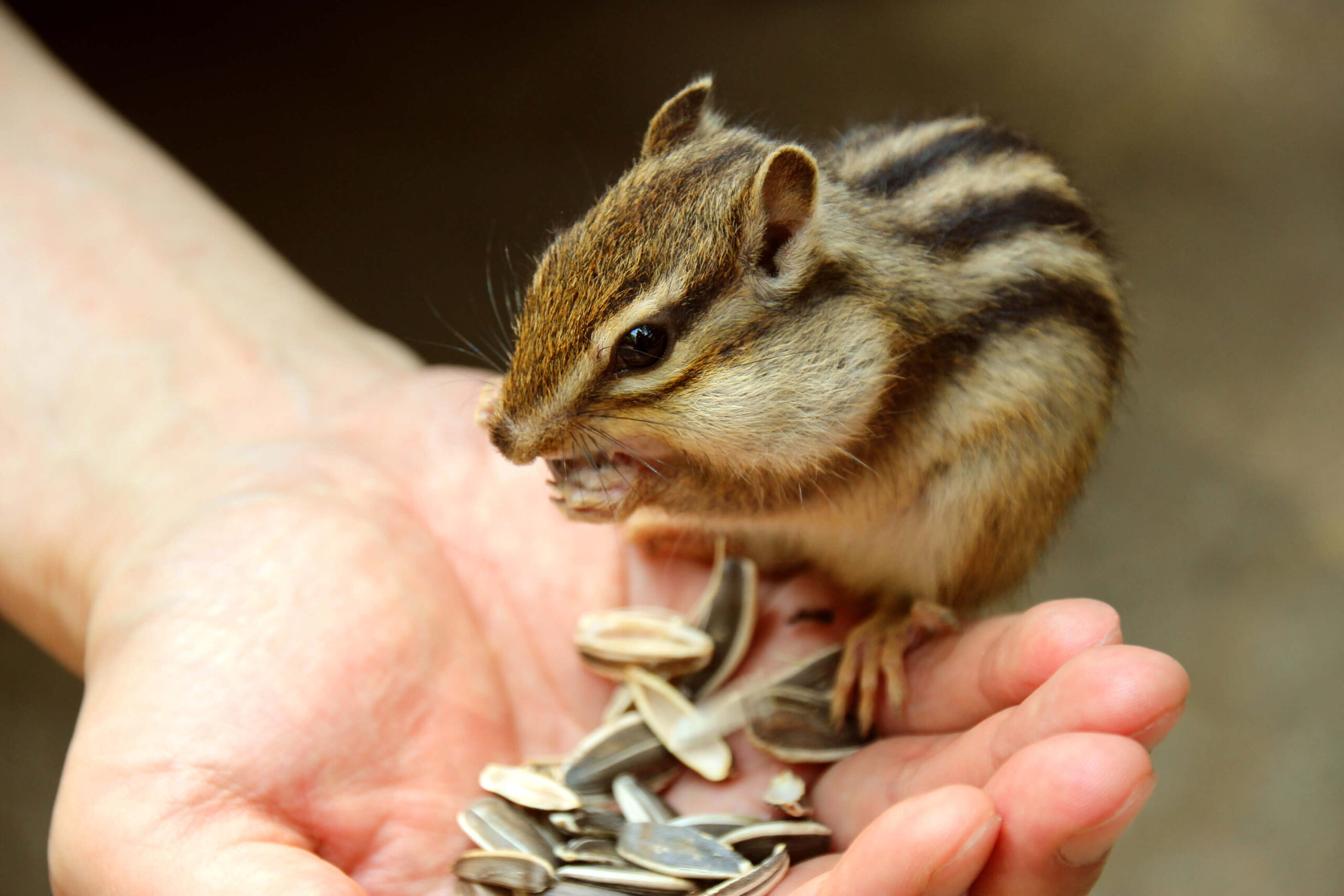 レクチャーシリーズ 飼い主への説明ポイント シマリスが突然 狂暴化するタイガー期の飼い方 動物の医療と健康を考える情報サイト